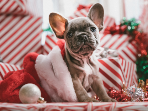 Diamond painting hond kerstmuts cadeautjes
