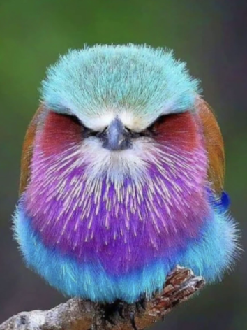 Diamond painting Vogel tak