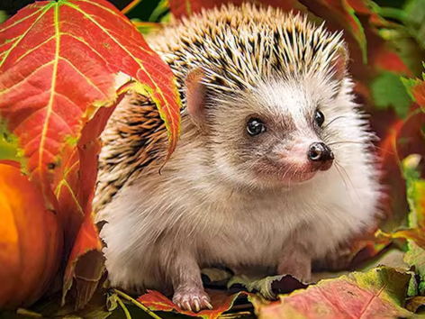 Diamond painting egel herfstbladeren