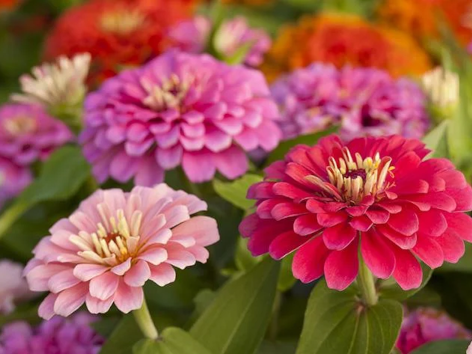 Diamond painting zinnia