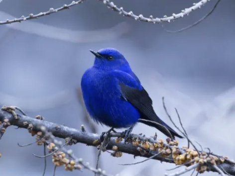 Diamond painting Vogel winter